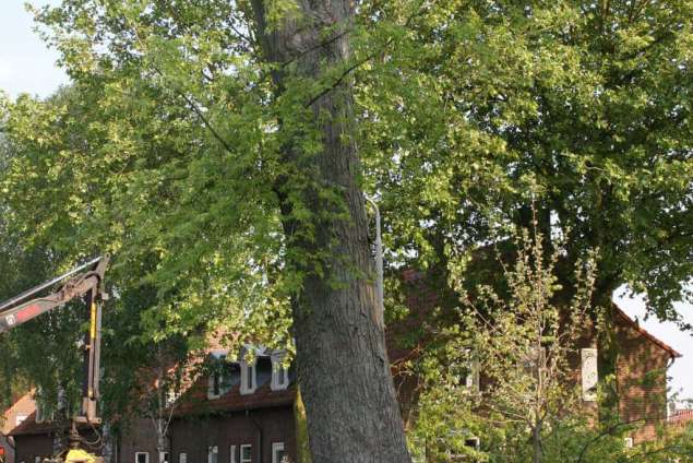verwijderen boom in Tilburg